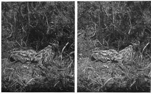 Young Nightjars (Photographed 9 days after Fig. 20).