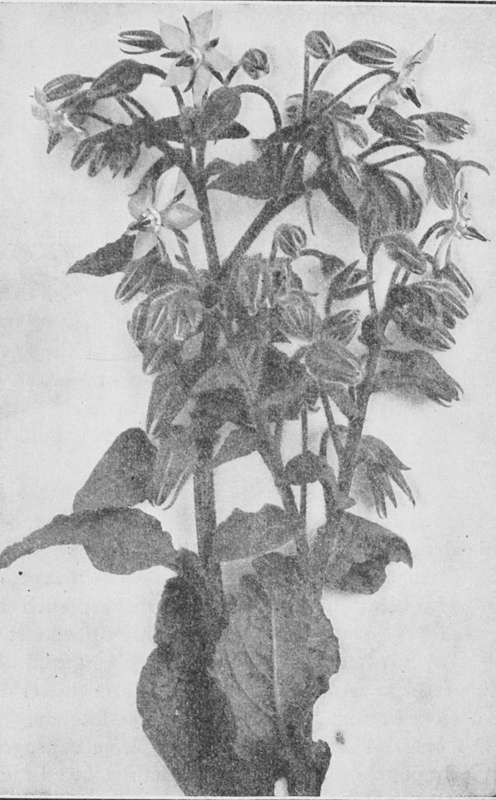 Borage, Famous for Cool Tankard