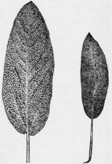 Relative Sizes of Holt's Mammoth and Common Sage Leaves