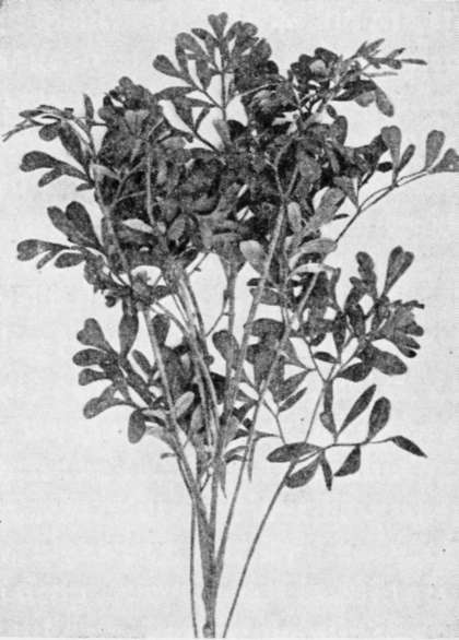 Rue, Sour Herb of Grace