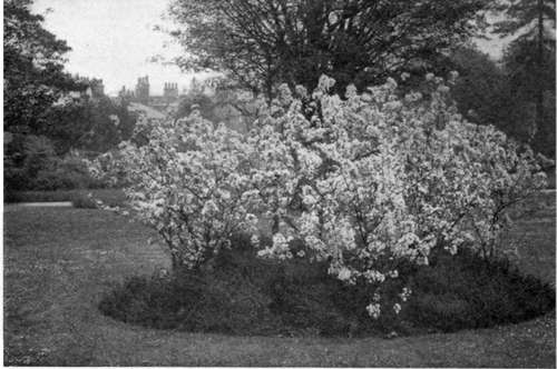 A BED OF JAPANESE FLOWERING CRAB CARPETED WITH EVERGREEN HEATH.