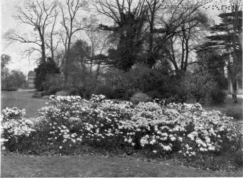 A BED OF MAGNOLIA ST EL LATA SHOWING THE WHITE FLOWERS IN MARCH.