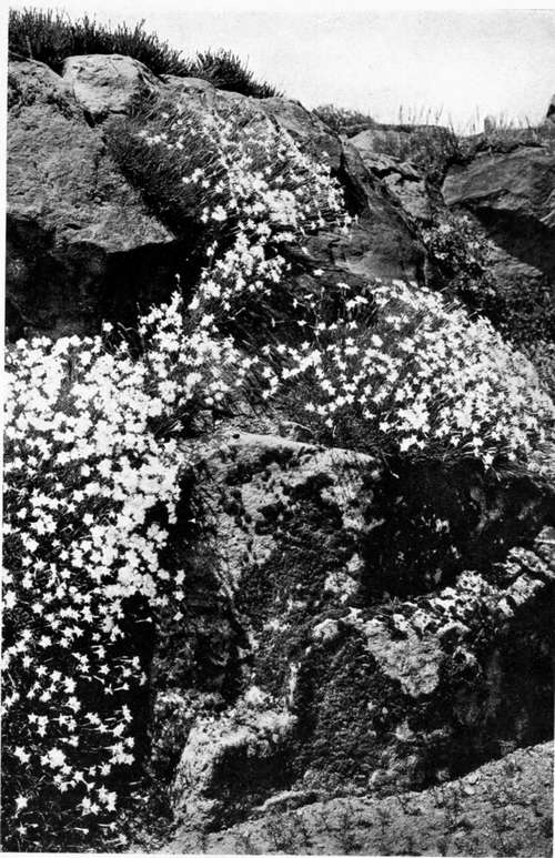 A CASCADE OF FLOWERS MADE BY RARE PINKS (Dianlhus integer).