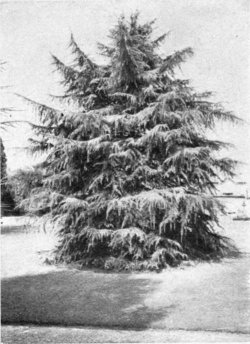 A DEODAR (Cedrus Deodara) SHOWING THE HARSH, LARCH LIKE TEXTURE OF YOUNG CEDARS.