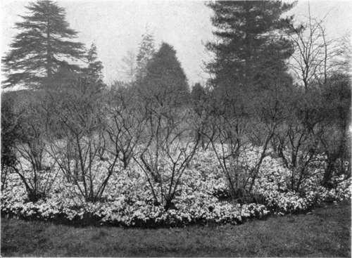 A FORSYTHIA BED CARPETED WITH GLORY OF THE SNOW WHICH BLOOMS IN MARCH.