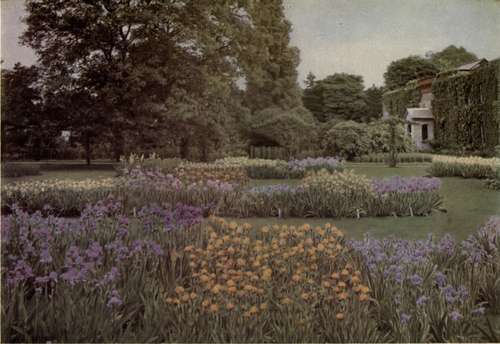 A GARDEN OF IRISES AT KEW.