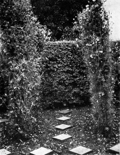 A SECTION OF MR. SYDENHAM'S SWEET PEA COLLECTION AT HARD WICKE, BIRMINGHAM.