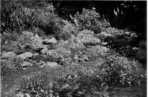 A TYPICAL ENGLISH ROCK GARDEN, SHOWING A GREAT VARIETY OF ALPINE FLOWERS.