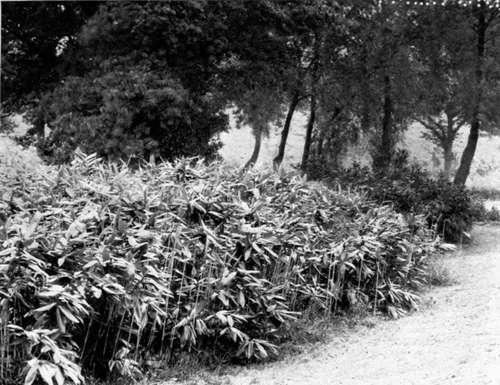 A hardy evergreen bamboo.