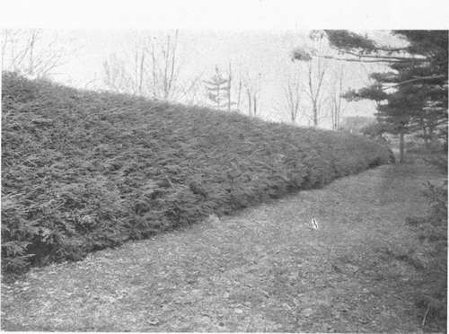 A section of hemlock hedge in america viewed closely to show that it IS our equivalent for a hedge of english yew.