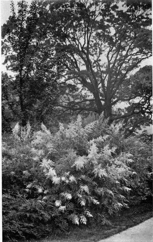 AN ASH LEAVEL SORBARIA FROM AFGHANISTAN (Sorbaria Aitchisoni).