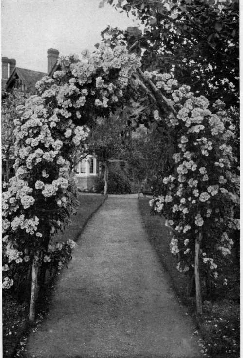 AX ARCH of BLUSH RAMBLER ROSES.