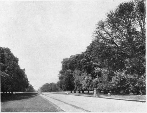 An english park, showing why the trees are all flat bottomed.