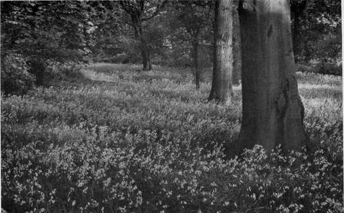 BLUEBELLS OR WOOD HYACINTHS IN THE QUEEN'S COTTAGE GROUNDS AT KEW.