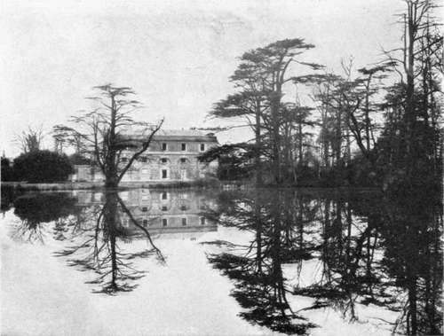 CEDARS OF LEBANON AT WHITTON TOWER, NORTHUMBERLAND.