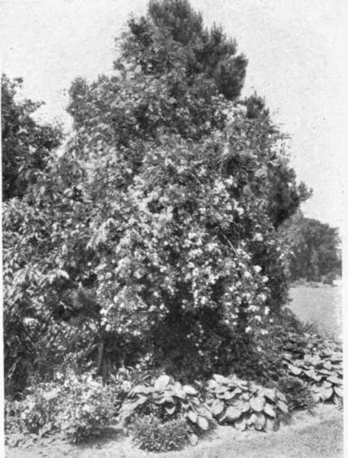 CLUSTER ROSES ALLOWED TO CLIMB UPON A PINE.