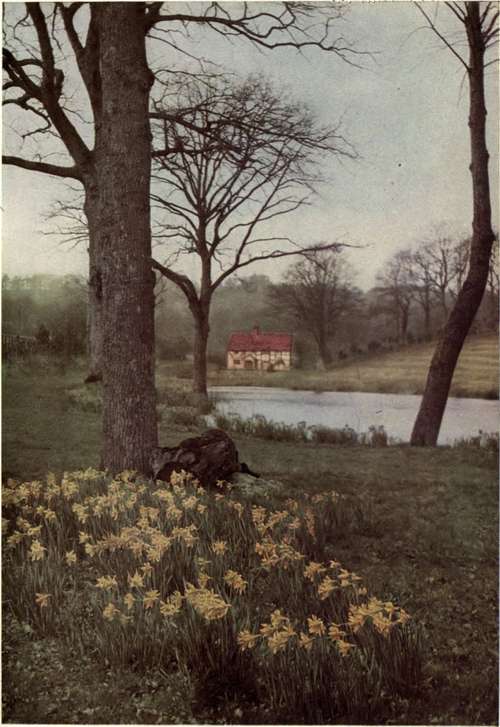 DAFFODILS PLANTED IN A NATURAL AND PICTURESQUE WAY.