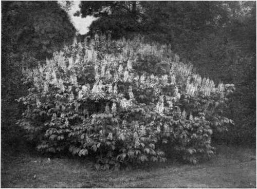 DWARF HORSE CHESTNUT (Aesculus parviflora).