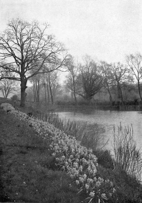 EMPEROR DAFFODILS ON THE BANK OF A WATER LILY POOL AT GRAVETYE.