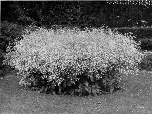 EXAMPLE OF CLOUDY AND BILLOWY EFFECTS WHICH THE ENGLISH GET WITH WHITE FLOWERED PERENNIALS.