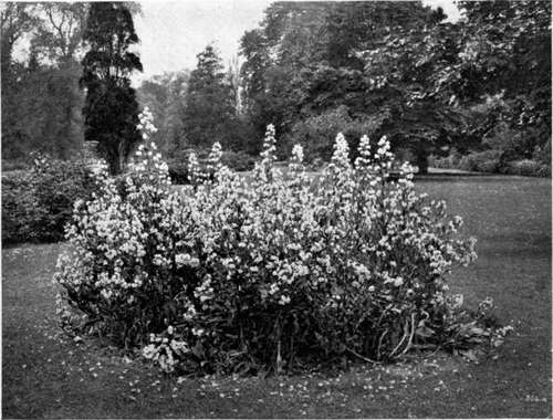 EXAMPLE OF LARGE BLOOMING PERENNIALS USED FOR BEDDING.