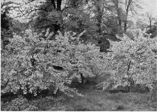 JAPANESE CRAB (Pyrus floribunda).