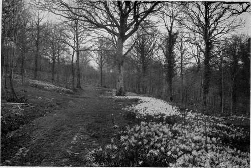 NARCISSUS TIME IN WARREN'S WOOD, GRAVETYE MANOR, THE HOME OF MR. WILLIAM ROBINSON.