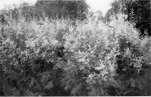 TAMARISK (NOT TAMARACK), SHOWING THE EXQUISITE HARMONY BETWEEN FEATHERY FOLIAGE AND PLUMY FLOWERS, WHICH ARE A TENDER.