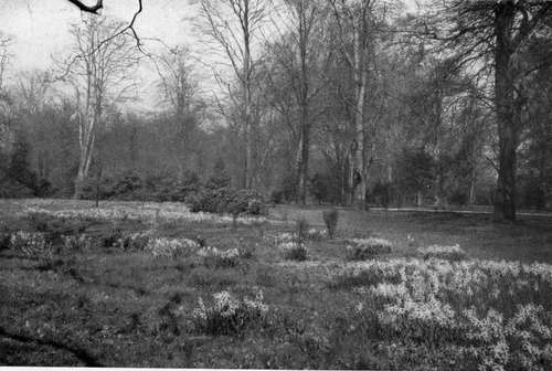 THE ARTISTIC WAY TO PLANT DAFFODILS IS TO HAVE SOME LARGE GROUPS.