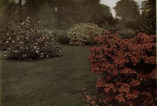 THE AZALEA GARDEN AT KEW (A MAGNOLIA IN THE CENTRE).