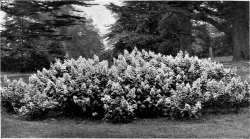 THE CONTINUOUS BLOOMING EFFECT  HARDY HYDRANGEAS.