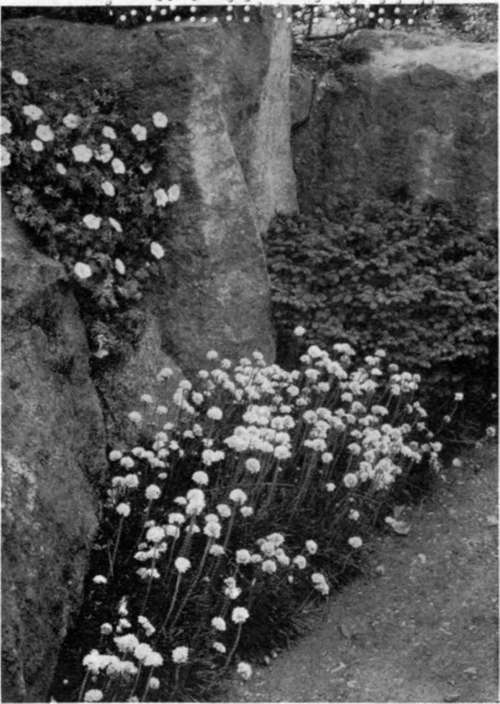 THE EDGING IS OF WHITE THRIFT (aRMERIA).