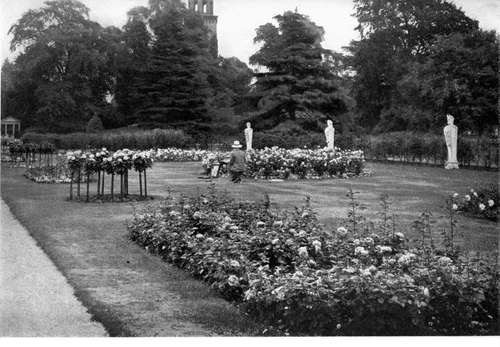 THE FAMOUS COLLECTION OF ROSES AT KEW, A FAVOUPITE RESORT FOR ARTISTS.