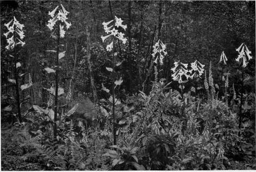 THE GIANT LILY OF THE HIMALAYAS (Lilium giganteum).