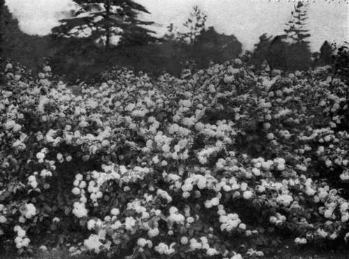 THE JAPANESE SNOWBALL (Viburnum tomentosum, var. plicatum).