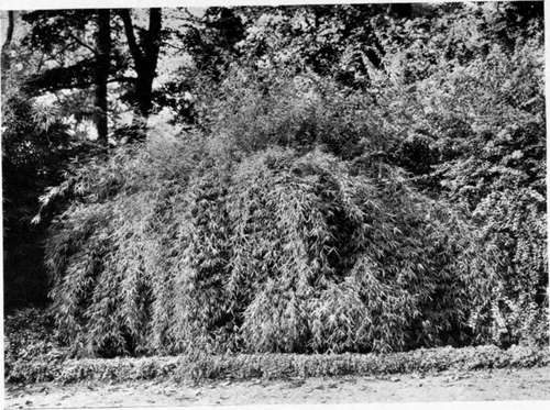 THE LADY BAMBOO (Arundinaria nitida).