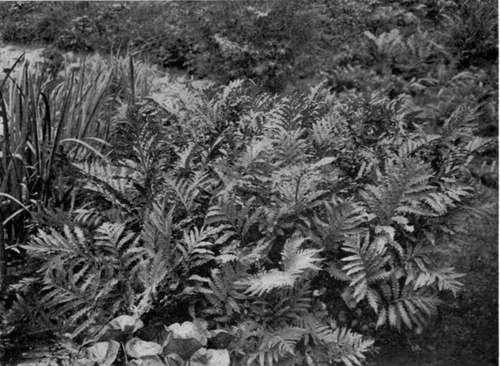 THE SENSITIVE FERN IS ANOTHER AMERICAN PLANT WHICH IS OFTEN SEEN IN ENGLISH BOG GARDENS, WHERE IT DOES WELL.