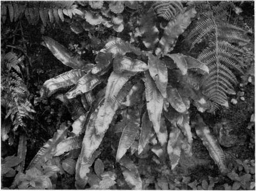 THE SHINING LEATHERY, UNDIVIDED LEAVES OF THE HART'S TONGUE, A FERN OF THE GREATEST INTEREST.