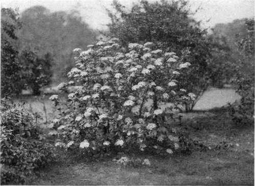 THE WAYFARING TREE (Viburnum Lantana).