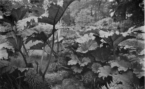 THEr LARGEST LEAVES OF ANY PLANT IN CULTIVATION ARE THOSE OF THE GUNNERA.