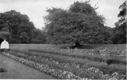 TUFTED PANSIES IN THE FRONT ROW, THEN TEA ROSES, THEN BOX.