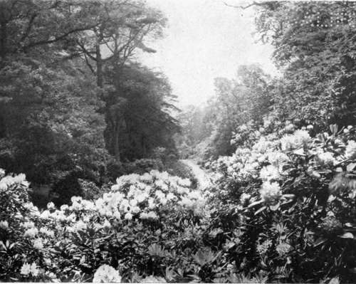 The most gorgeous flowering effect in the world is that of rhododendrons.