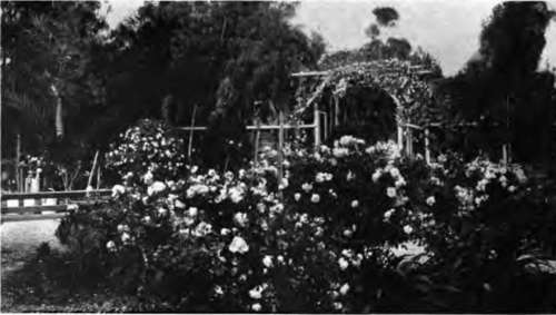 garden with roses