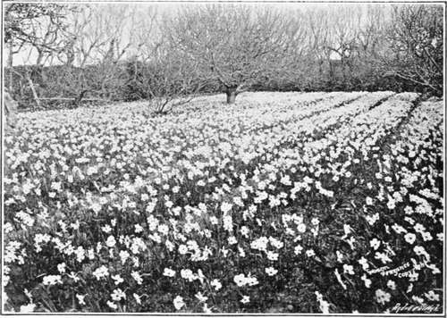 Narcissus in the scilly isles.