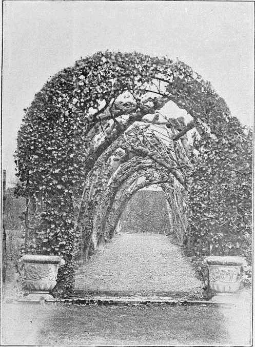 PLEACHED ALLEY AT DRAYTON.