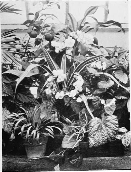 Begonias And Foliage Plants