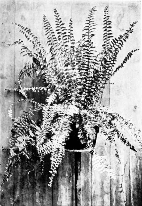 Boston Fern (Nephrolepia Bostoniensia)