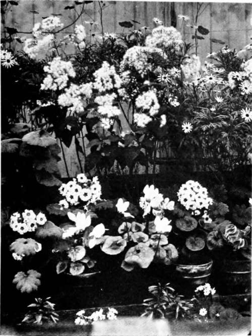 Chinese Primroses, Cyclamens, And Steyia