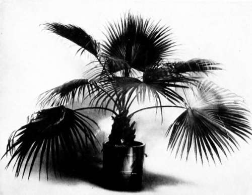 Fan Palm (Laiania Borbonica)