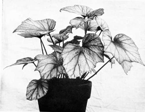 Hybrid Begonia